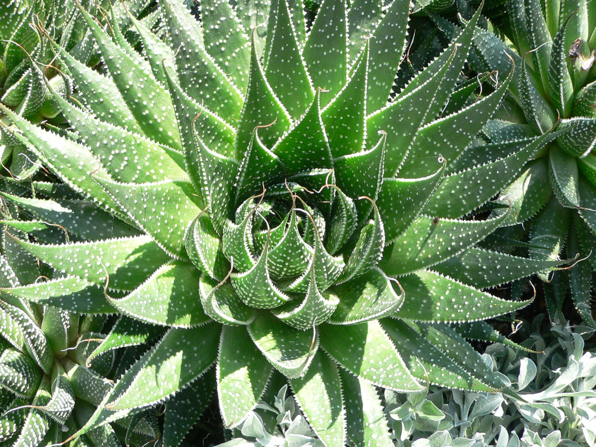 Aloes – naturalne wsparcie dla akademickiego leczenia chorób